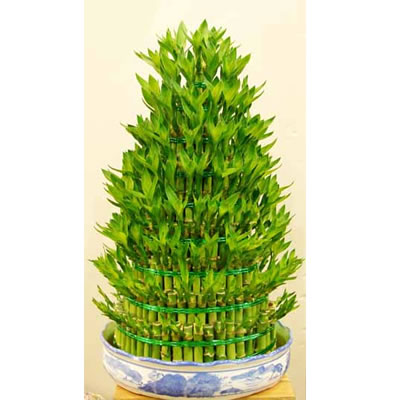  家居风水：富贵竹的养殖风水