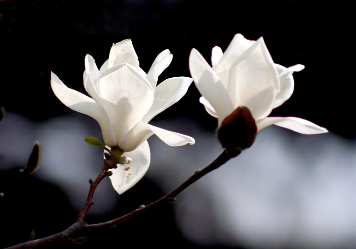 风水植物：白兰花怎么养 白兰花庭院风水