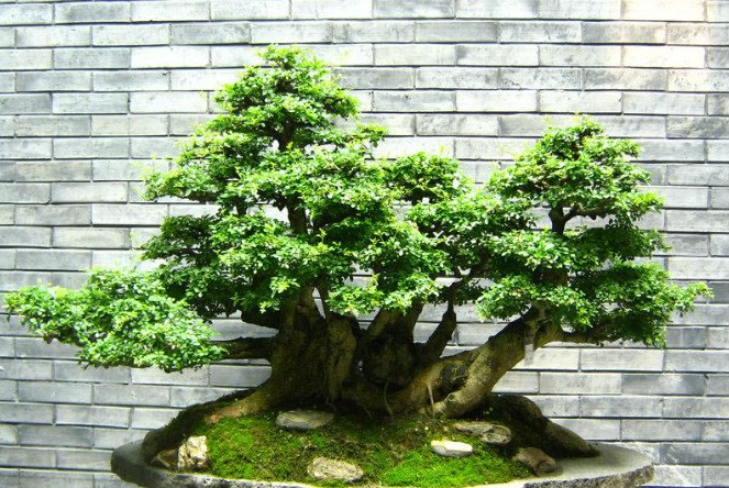 风水植物：办公桌榕树盆景怎么养