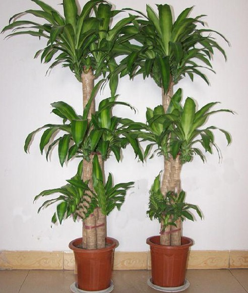风水植物：风水办公室植物
