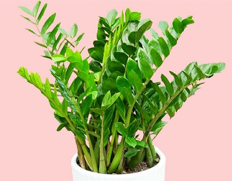 风水植物：室内最适合摆放的植物